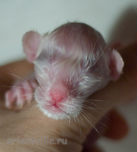 Новорожденный