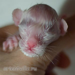 Ориентальный котенок