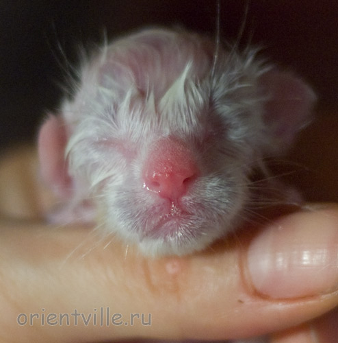 Новорожденный