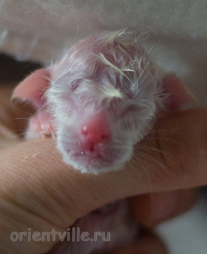 Новорожденный