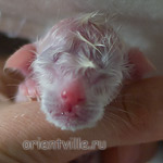 Ориентальный котенок