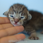 Ориентальный котенок