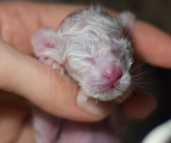 Новорожденный котенок