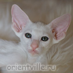 Ориентальный котенок