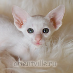 Ориентальный котенок