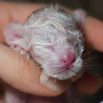 Ориентальный котенок