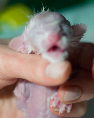 Новорожденный котенок