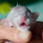 Ориентальный котенок