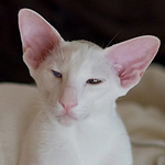 Orientville's Lem (ORI w 63)