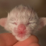 Ориентальный котенок