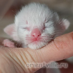 Ориентальный котенок