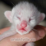 Ориентальный котенок