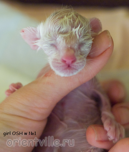 Новорожденный