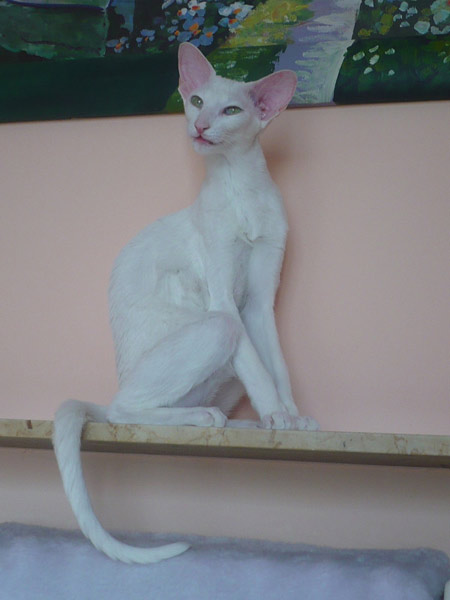 Фото владельцев