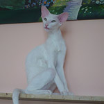 Фото владельцев