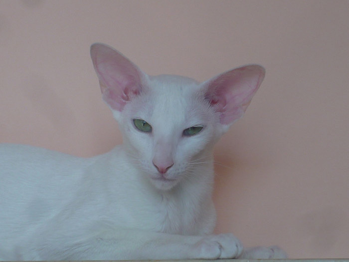 Фото владельцев