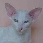 Фото владельцев