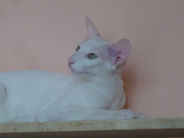 Фото владельцев