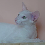 Фото владельцев