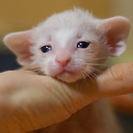 Ориентальный котенок