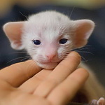 Ориентальный котенок