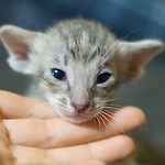 Ориентальный котенок