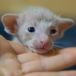 Ориентальный котенок