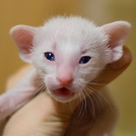 Ориентальный котенок
