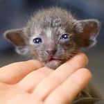 Ориентальный котенок