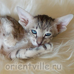 Ориентальный котенок