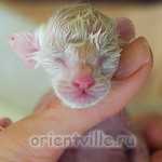 Новорожденный