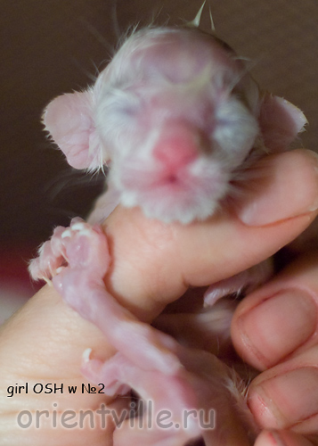 Новорожденный котенок