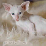 Ориентальный котенок