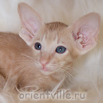Ориентальный котенок