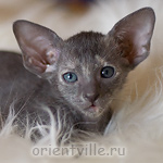 Ориентальный котенок