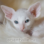 Ориентальный котенок