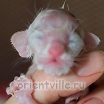 Ориентальный котенок