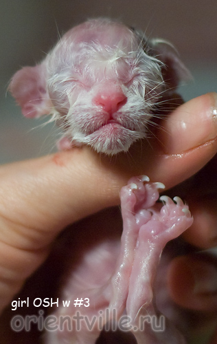 Новорожденный котенок