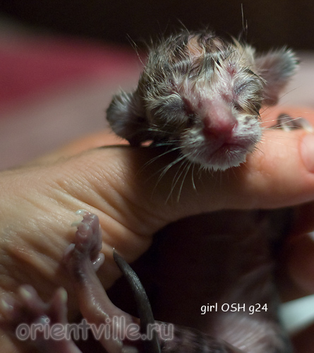 Новорожденный котенок