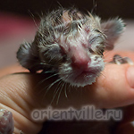 Ориентальный котенок