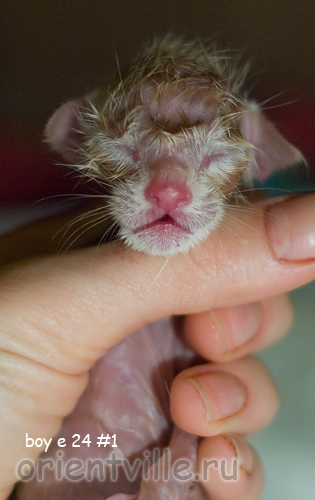 Новорожденный котенок