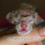 Ориентальный котенок