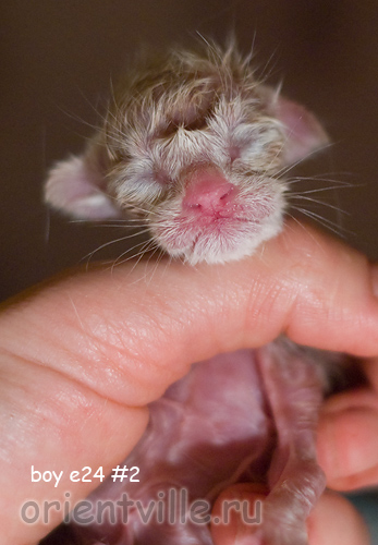 Новорожденный котенок