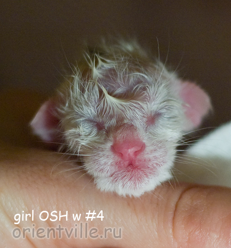 Новорожденный котенок