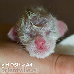 Ориентальный котенок