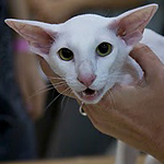 Orientville's Marion (ORI w 64)