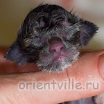 Ориентальный котенок