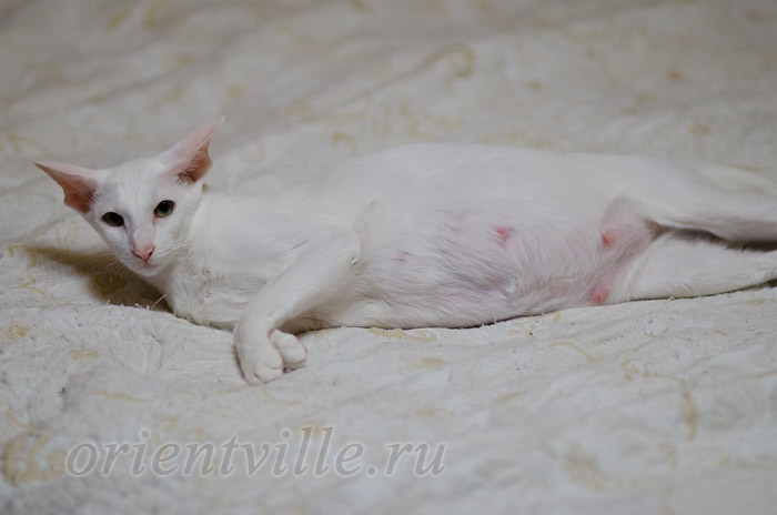 Марион, 66 день беременности