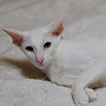 Марион, 66 день беременности