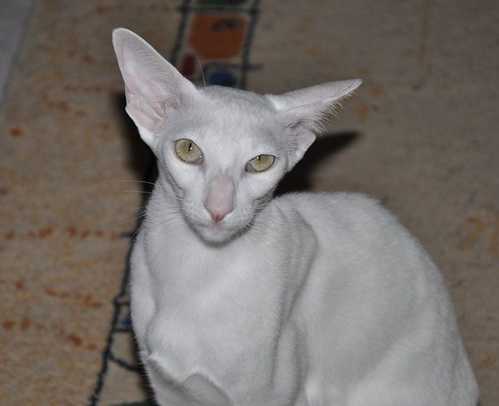 Фото владельцев